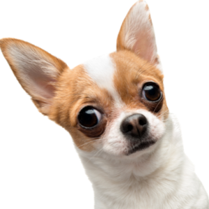 Pet daycare